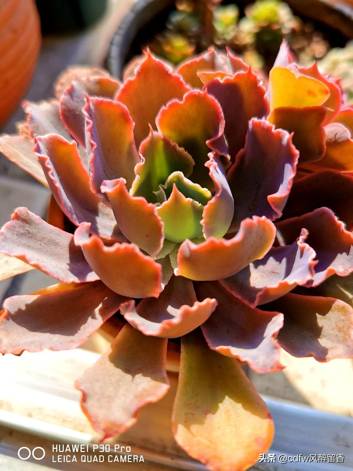 植物大战僵尸辅助_植物大战僵尸辅助菜单下载