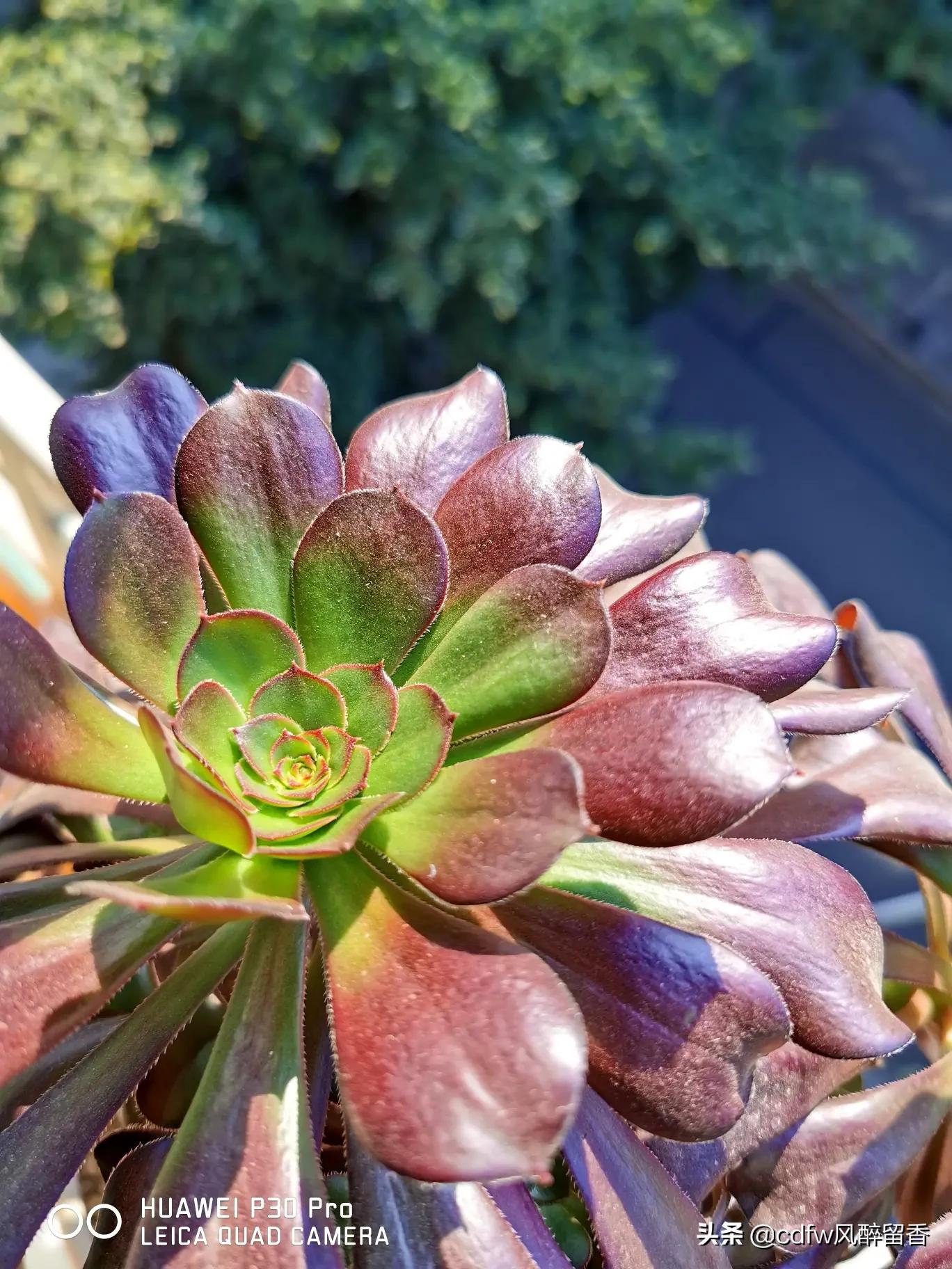 植物大战僵尸辅助_植物大战僵尸辅助菜单下载
