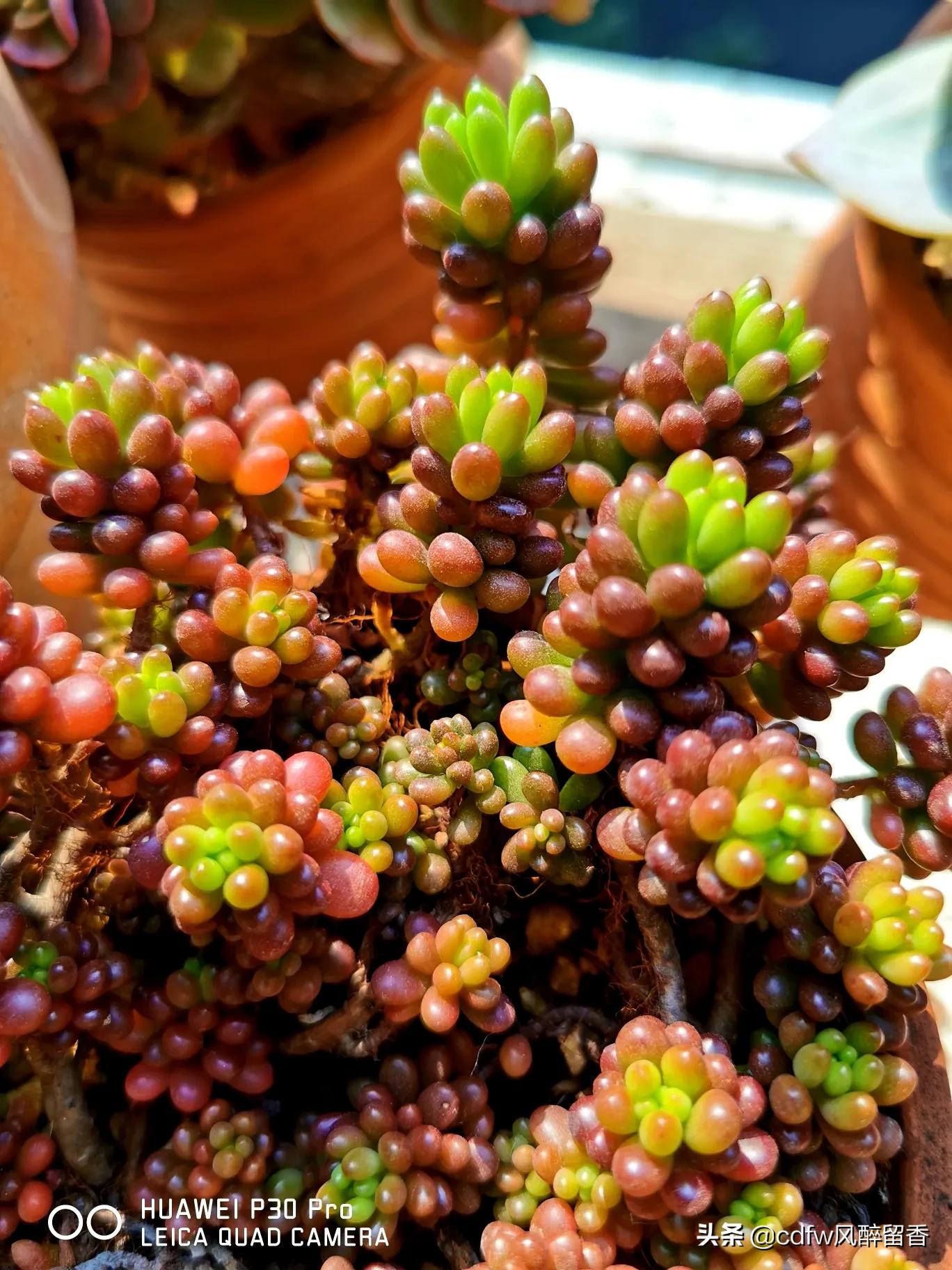 植物大战僵尸辅助_植物大战僵尸辅助菜单下载