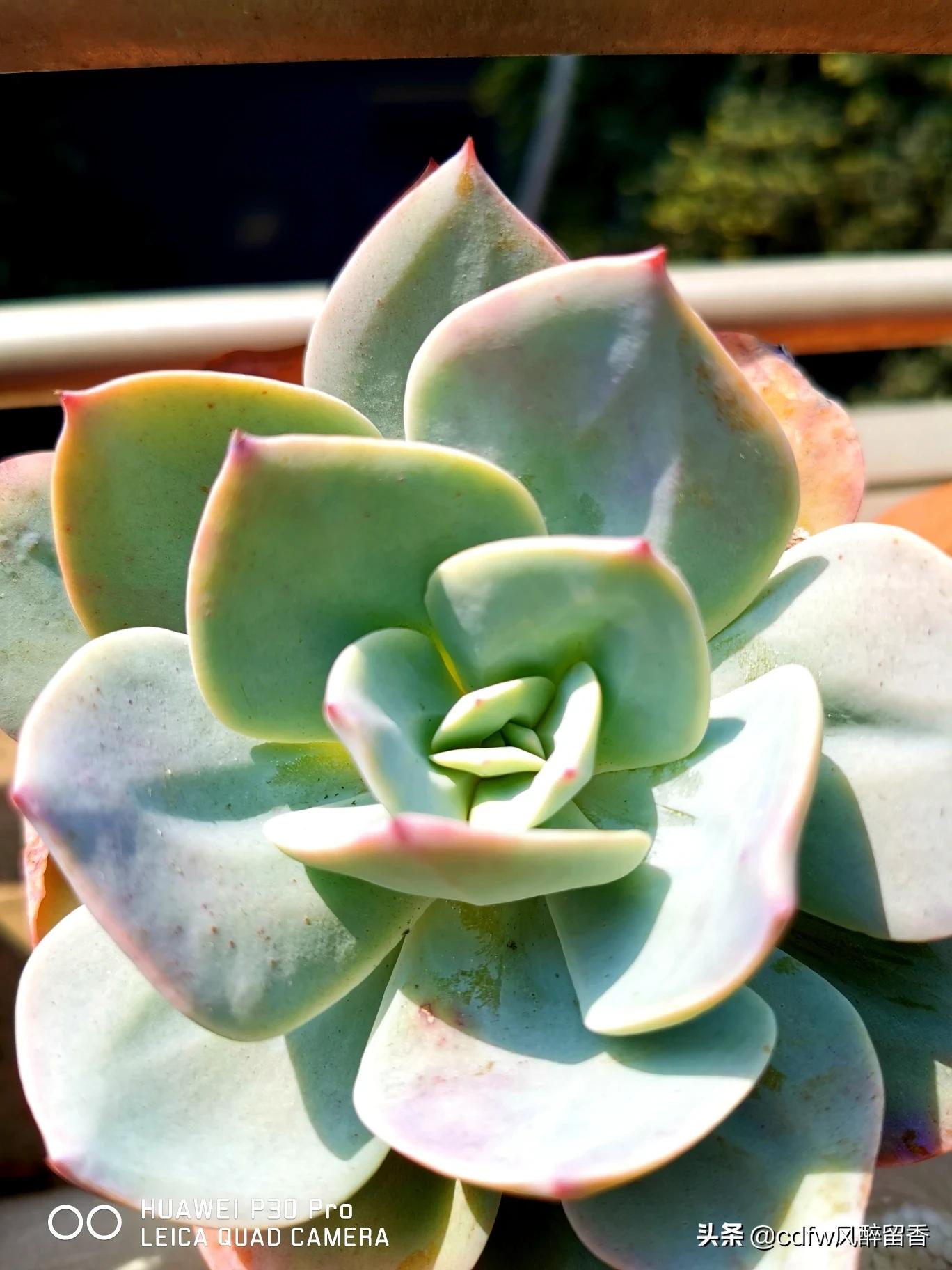 植物大战僵尸辅助_植物大战僵尸辅助菜单下载