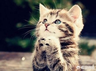 猫咪视频_猫咪视频最新地域网名