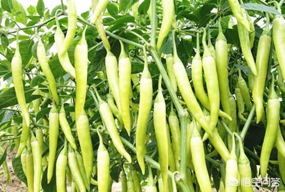 青椒影视_青椒影视app下载安装