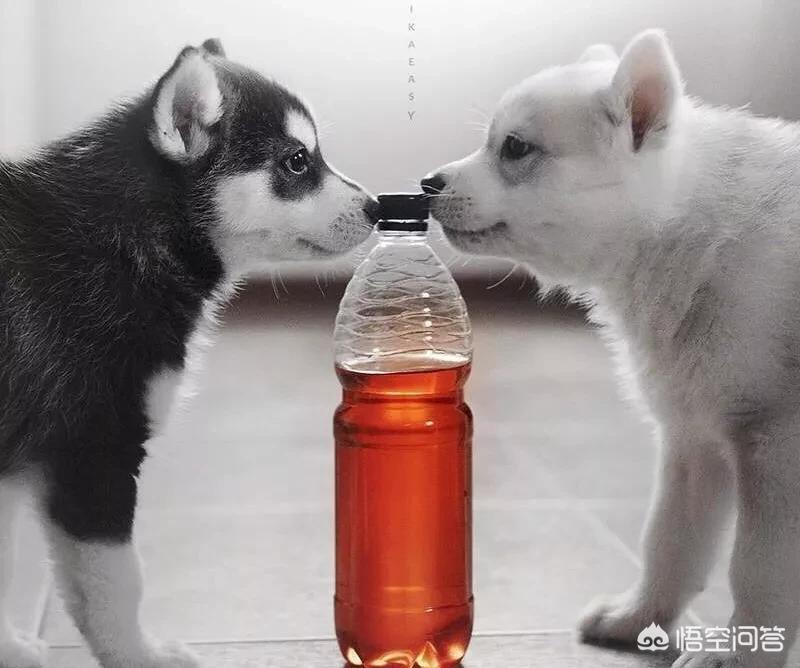 萌狗影视_萌狗影视官网
