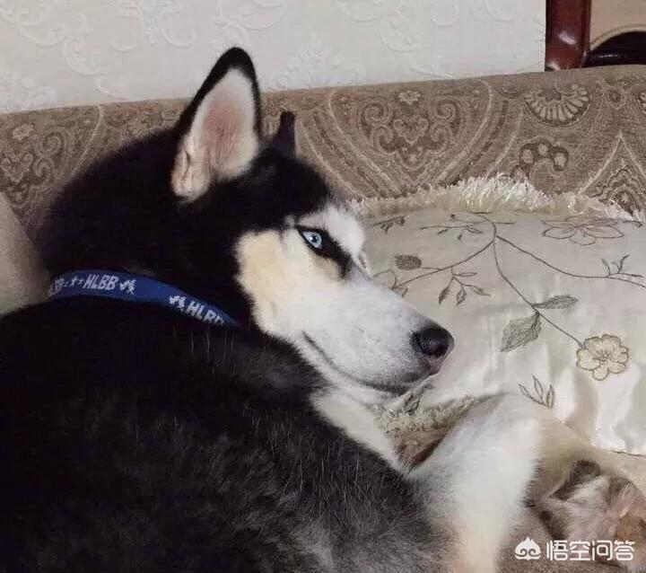 萌狗影视_萌狗影视官网