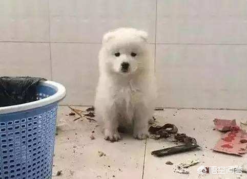 萌狗影视_萌狗影视官网