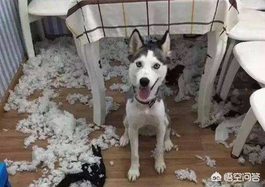 萌狗影视_萌狗影视官网