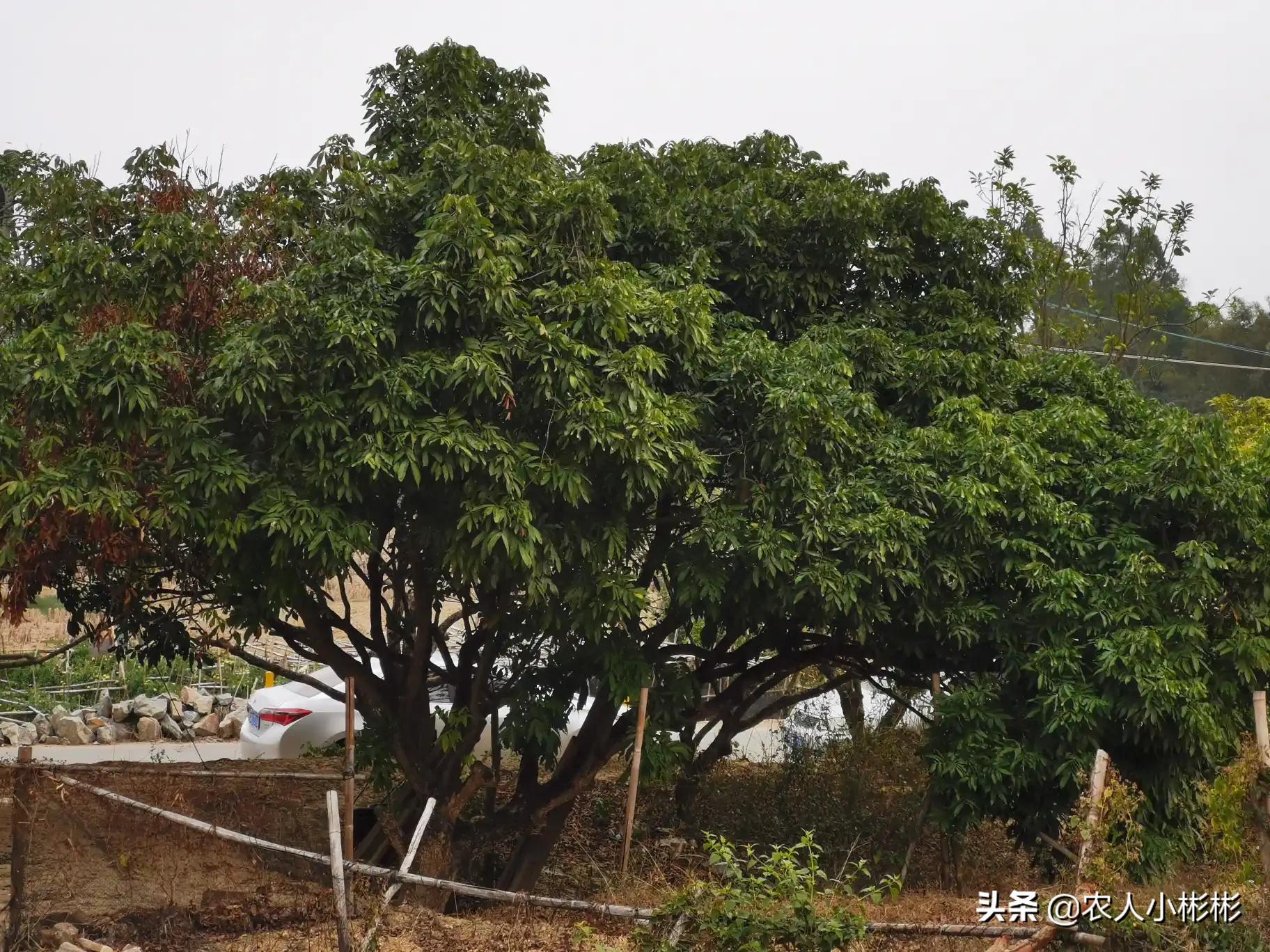 橘子私人电影_橘子私人电影在线观看