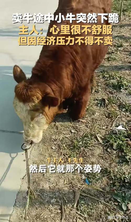 母牛被卖跪地不走_母牛被卖跪地不走怎么办