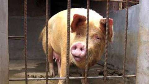 母牛被卖跪地不走_母牛被卖跪地不走怎么办 母牛被卖跪地不走_母牛被卖跪地不走怎么办