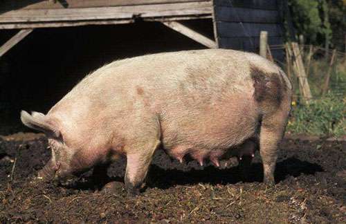 母牛被卖跪地不走_母牛被卖跪地不走怎么办 母牛被卖跪地不走_母牛被卖跪地不走怎么办