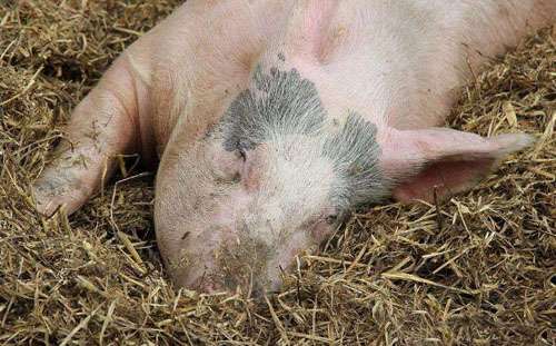 母牛被卖跪地不走_母牛被卖跪地不走怎么办 母牛被卖跪地不走_母牛被卖跪地不走怎么办