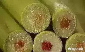 民间说法称清明蔗毒过蛇_清明蔗毒过蛇是什么意思