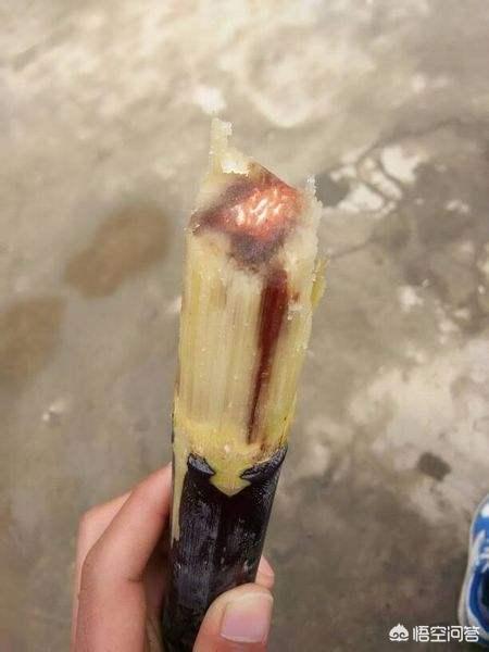 民间说法称清明蔗毒过蛇_清明蔗毒过蛇是什么意思