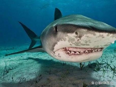 小虎鲨_小虎鲨观赏鱼