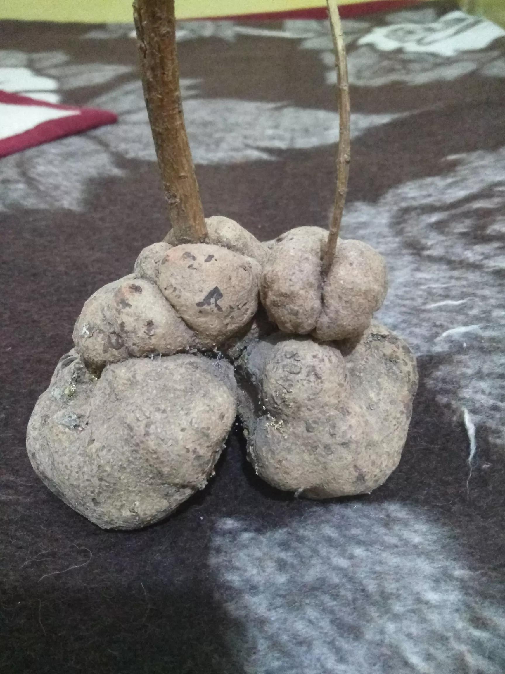 哪种植物会寄生在_哪种植物会寄生在梭梭根部?