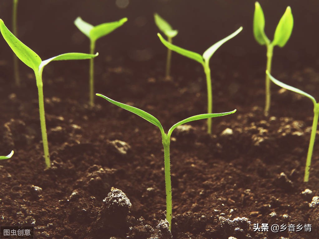 小辣椒视频_扬明明和小辣椒视频