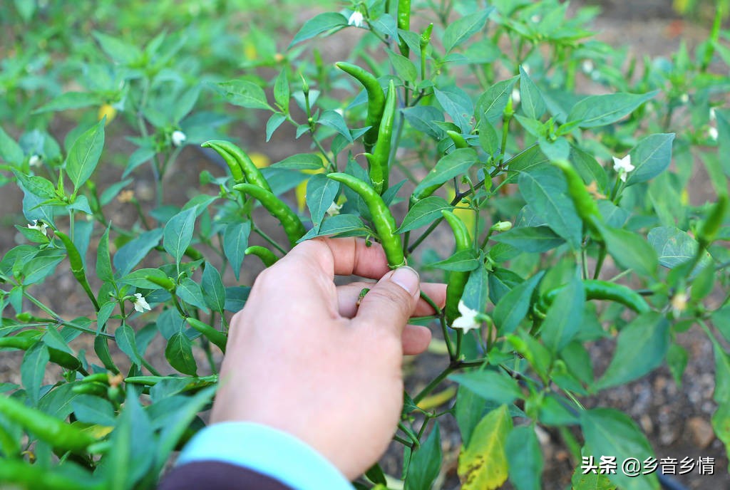 小辣椒视频_扬明明和小辣椒视频