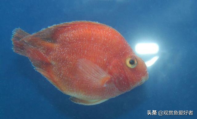 动画片米老鼠的宠物是什么_动画片米老鼠的宠物是什么名字