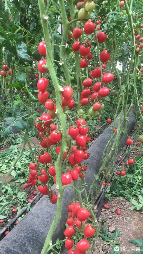 bt种子库_BT种子库日本 bt种子库_BT种子库日本