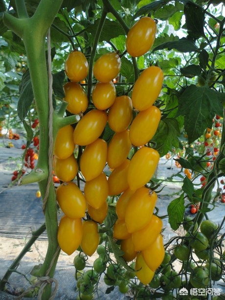 bt种子库_BT种子库日本 bt种子库_BT种子库日本