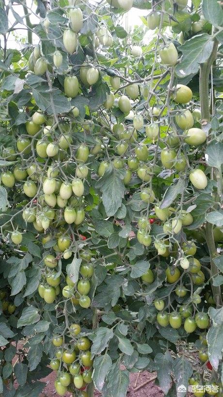 bt种子库_BT种子库日本 bt种子库_BT种子库日本