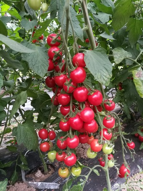 bt种子库_BT种子库日本 bt种子库_BT种子库日本