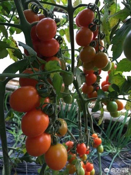 bt种子库_BT种子库日本 bt种子库_BT种子库日本