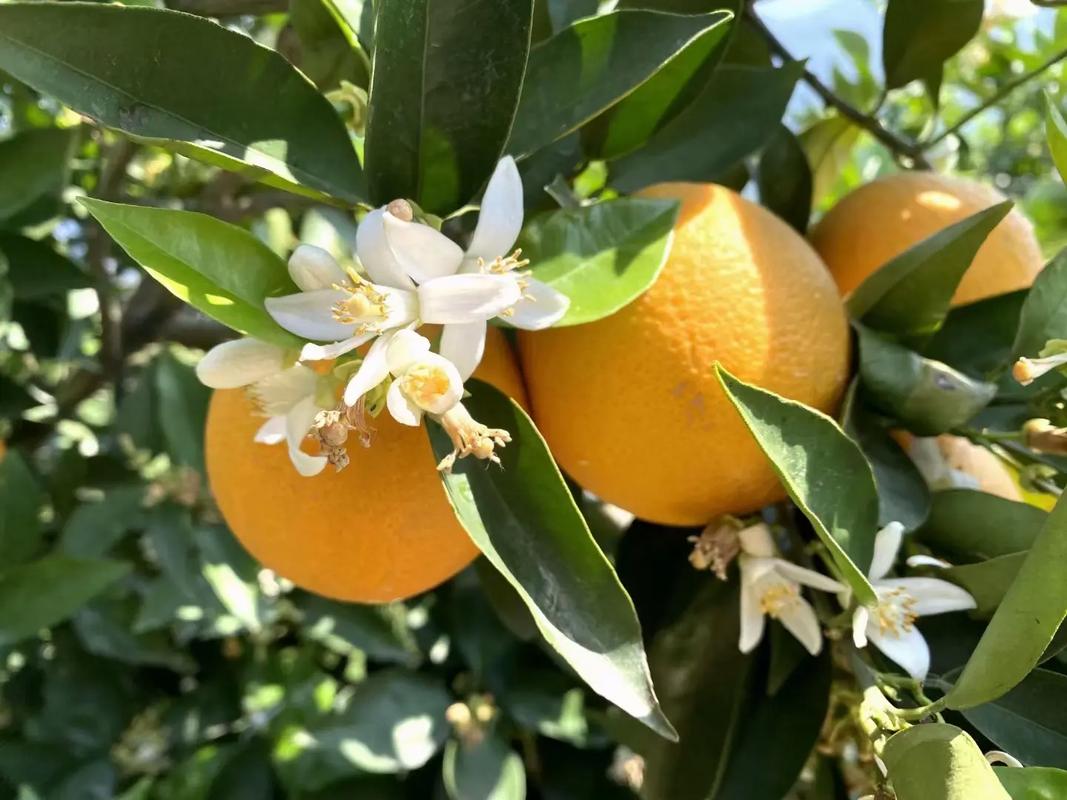 甜橙视频制作_甜橙视频制作教程