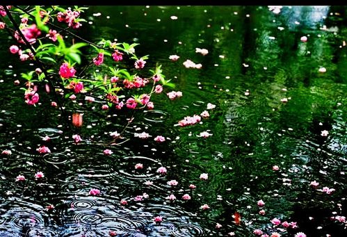 落花影院_落花影院电视免费观看