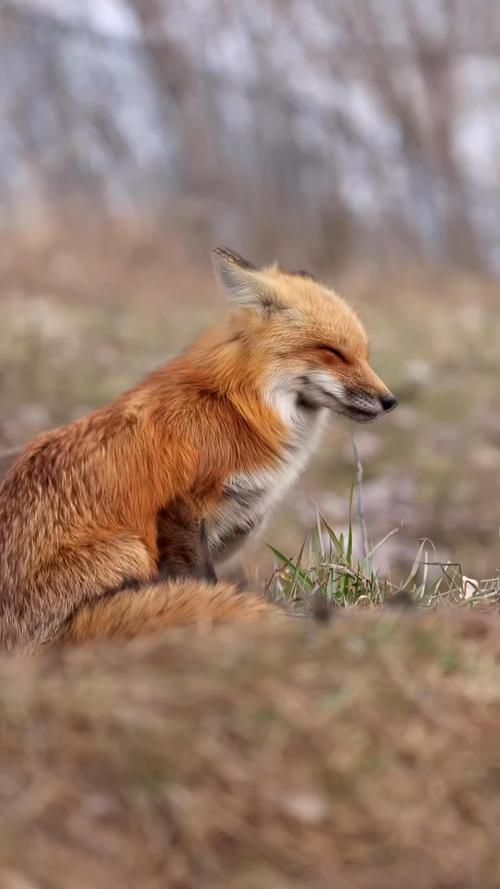 狐狸视频_狐狸视频全集免费观看高清