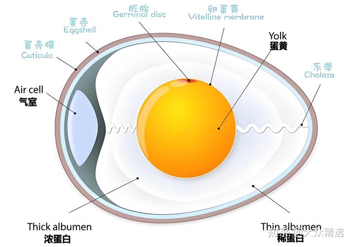 新鲜的鸡蛋最好不要和什么放一起_新鲜鸡蛋不能放冰箱吗