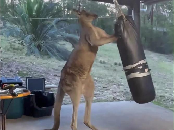 袋鼠直播_袋鼠直播体育