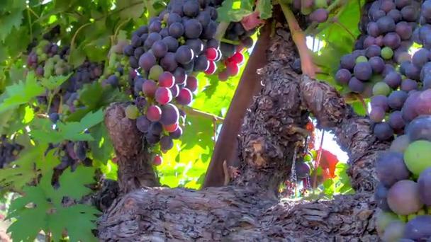 葡萄视频_葡萄视频在线观看免费观看电视剧全