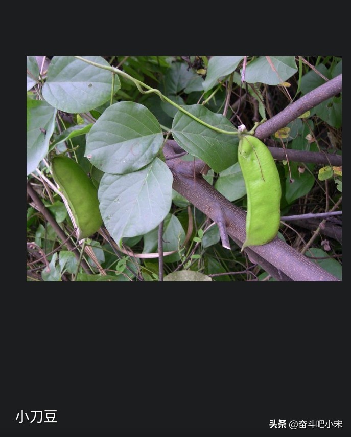 葡萄视频_葡萄视频在线观看免费观看电视剧全 葡萄视频_葡萄视频在线观看免费观看电视剧全