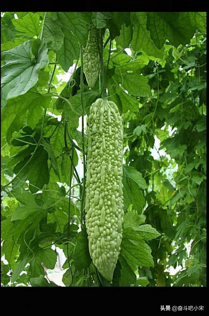 葡萄视频_葡萄视频在线观看免费观看电视剧全 葡萄视频_葡萄视频在线观看免费观看电视剧全