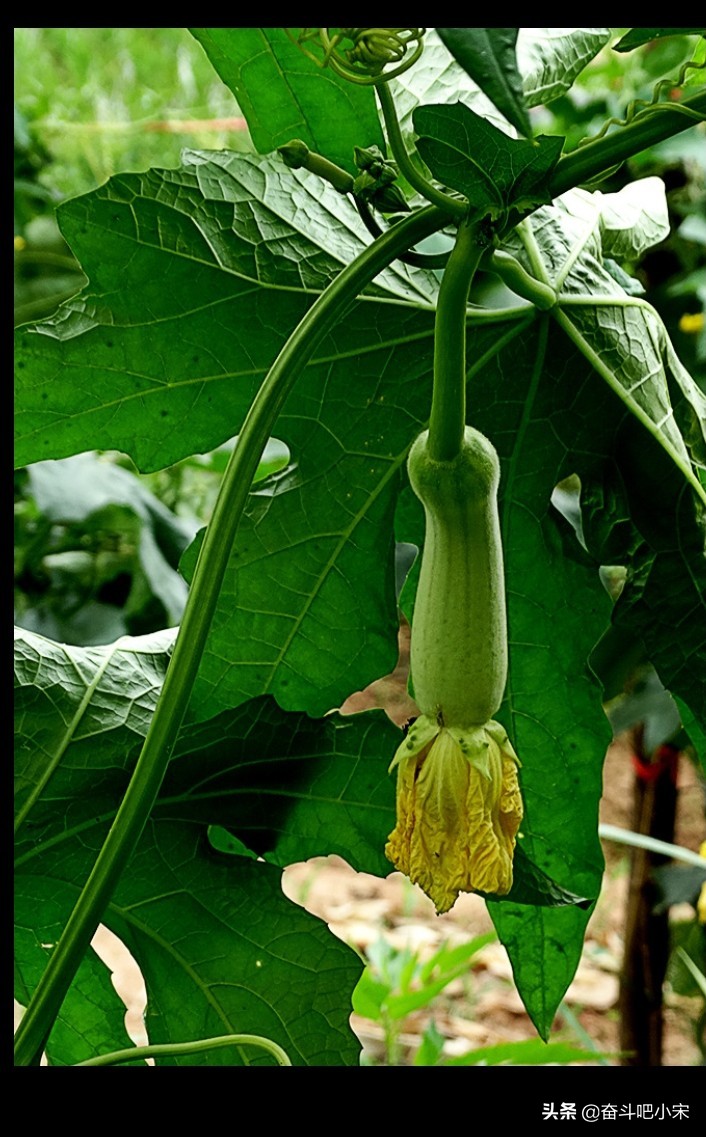 葡萄视频_葡萄视频在线观看免费观看电视剧全 葡萄视频_葡萄视频在线观看免费观看电视剧全