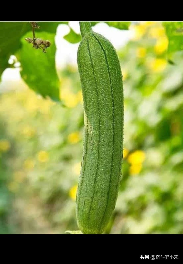 葡萄视频_葡萄视频在线观看免费观看电视剧全 葡萄视频_葡萄视频在线观看免费观看电视剧全