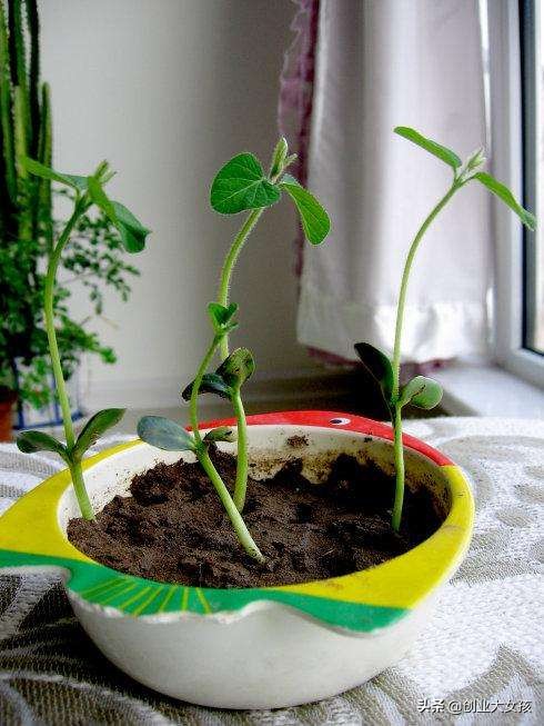 葡萄视频_葡萄视频在线观看免费观看电视剧全 葡萄视频_葡萄视频在线观看免费观看电视剧全