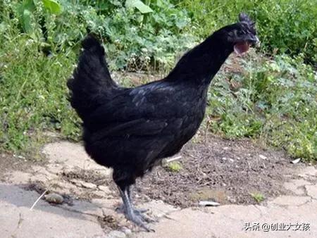 葡萄视频_葡萄视频在线观看免费观看电视剧全 葡萄视频_葡萄视频在线观看免费观看电视剧全