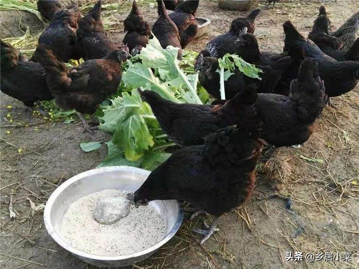 葡萄视频_葡萄视频在线观看免费观看电视剧全 葡萄视频_葡萄视频在线观看免费观看电视剧全