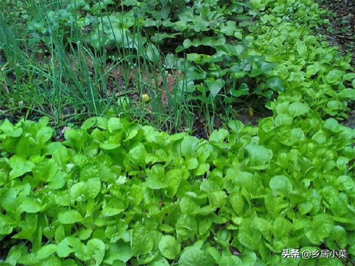 葡萄视频_葡萄视频在线观看免费观看电视剧全 葡萄视频_葡萄视频在线观看免费观看电视剧全