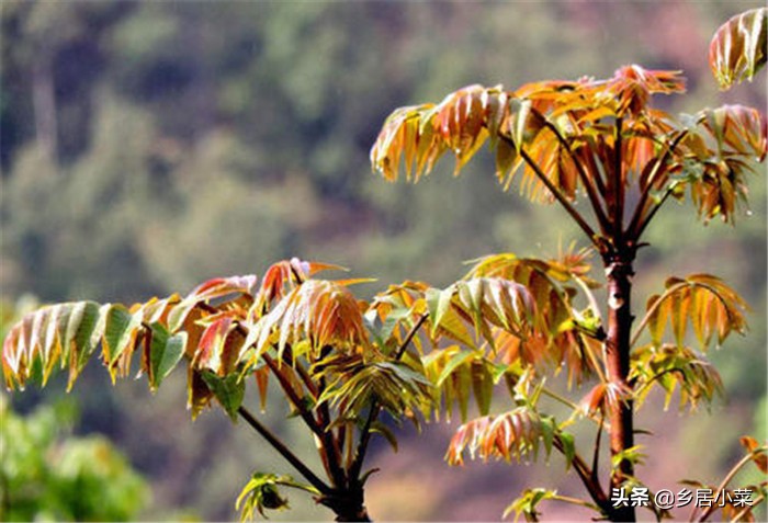 葡萄视频_葡萄视频在线观看免费观看电视剧全 葡萄视频_葡萄视频在线观看免费观看电视剧全