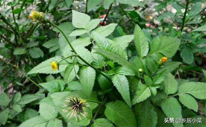 葡萄视频_葡萄视频在线观看免费观看电视剧全 葡萄视频_葡萄视频在线观看免费观看电视剧全