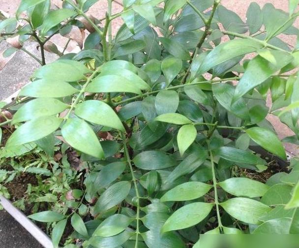 江西一村庄全年无蚊_江西省无蚊村