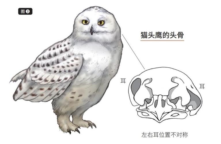 dnf猫头鹰_dnf猫头鹰在哪买