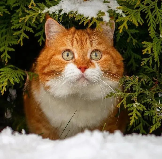 解落三秋叶能开二月花写的是什么_解落三秋叶能开二月花写的是什么季节 解落三秋叶能开二月花写的是什么_解落三秋叶能开二月花写的是什么季节