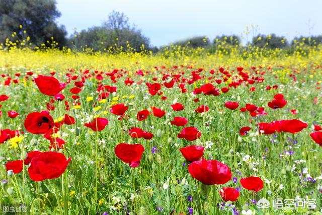 解落三秋叶能开二月花写的是什么_解落三秋叶能开二月花写的是什么季节 解落三秋叶能开二月花写的是什么_解落三秋叶能开二月花写的是什么季节