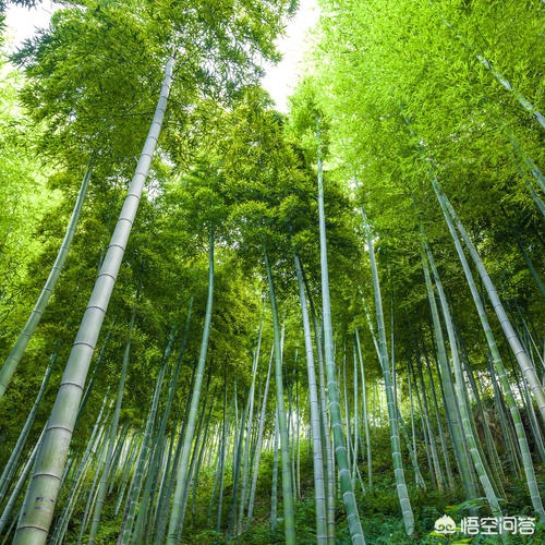 解落三秋叶能开二月花写的是什么_解落三秋叶能开二月花写的是什么季节 解落三秋叶能开二月花写的是什么_解落三秋叶能开二月花写的是什么季节
