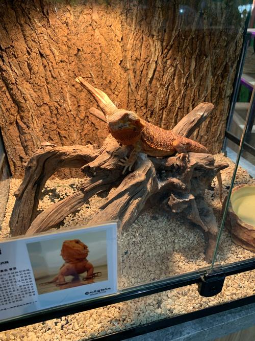 冷血动物的体温拥有什么特征_冷血动物的体温有什么特征蚂蚁庄园