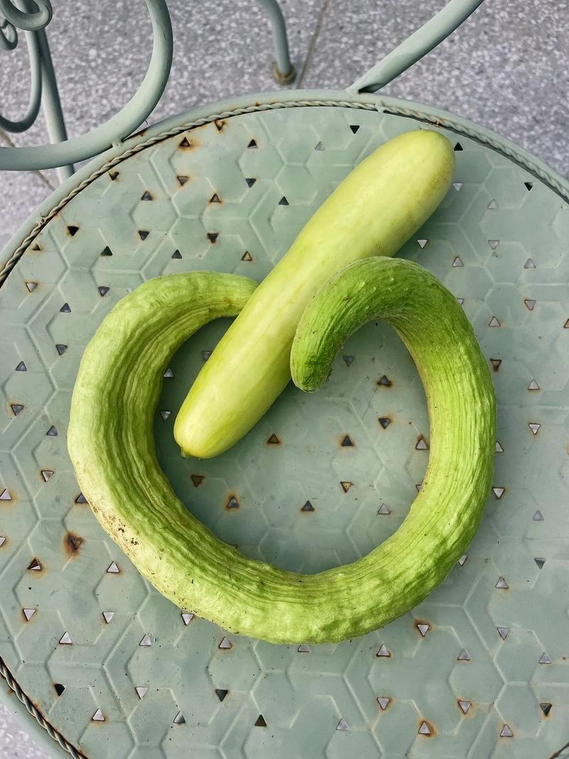 黄瓜生活社区_黄瓜生活社区改成什么名字的软件